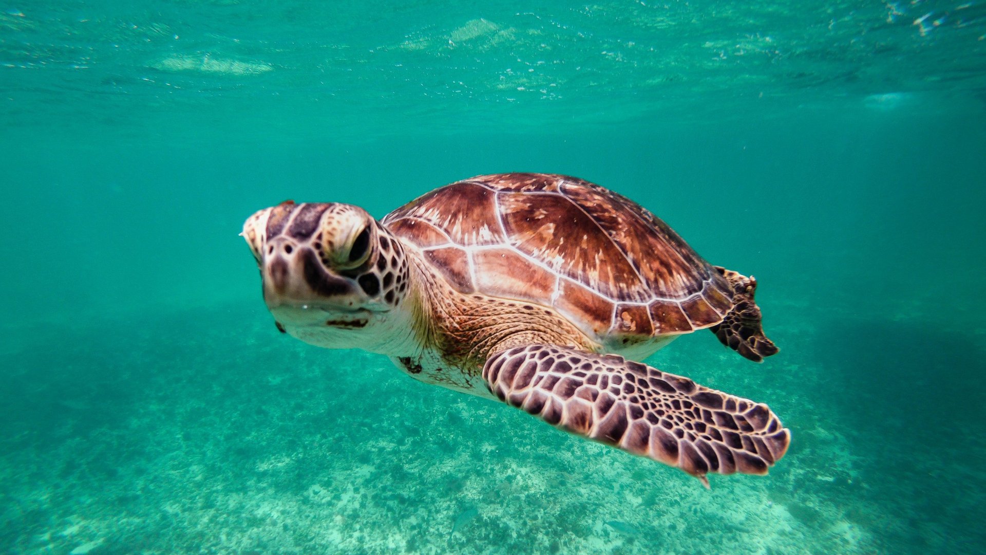 Sea turtle swimming in clear turquoise ocean water with sandy bottom visible below